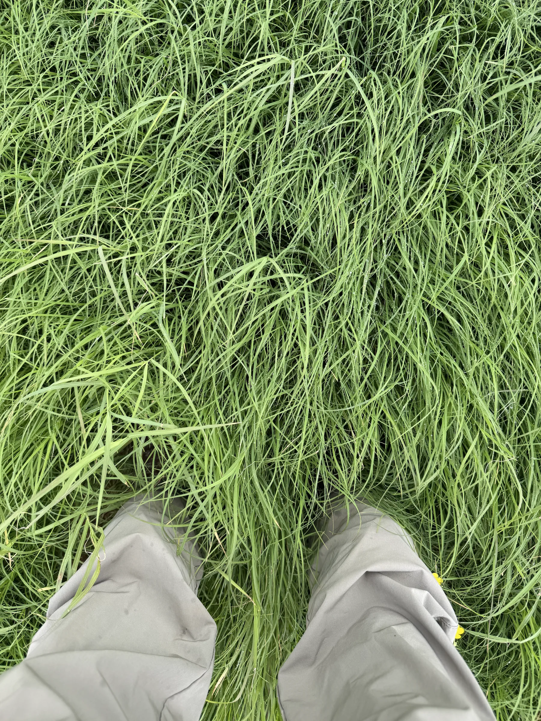 Vegetation visible along the WSLP 109 project corridor